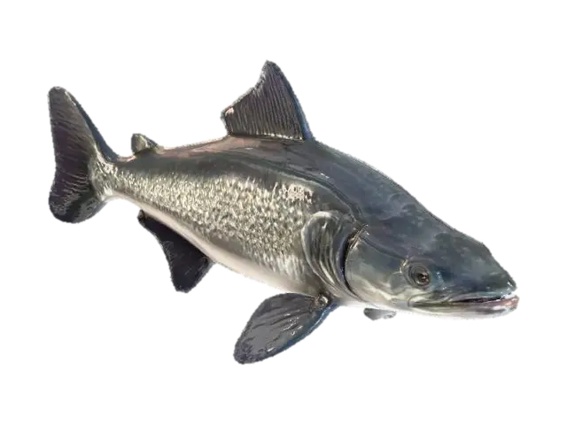 3D model for A sturgeon fish with shiny scales and large eyes.