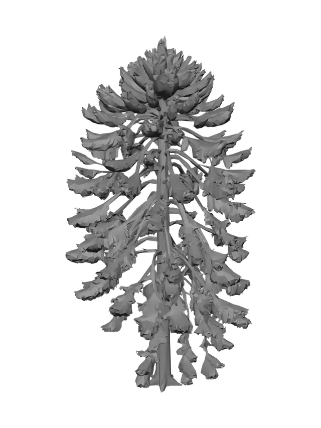 3D model for Photorealistic western hemlock tree, Pacific Northwest rainforest, tall slender trunk, soft drooping evergreen branches, uneven natural crown, fine needle foliage, realistic dark bark, forest understory style, natural asymmetry, game-ready 3D asset, clean topology, isolated single tree asset, no background, no ground plane, no extra trees, suitable for Unreal Engine PCG vegetation scattering