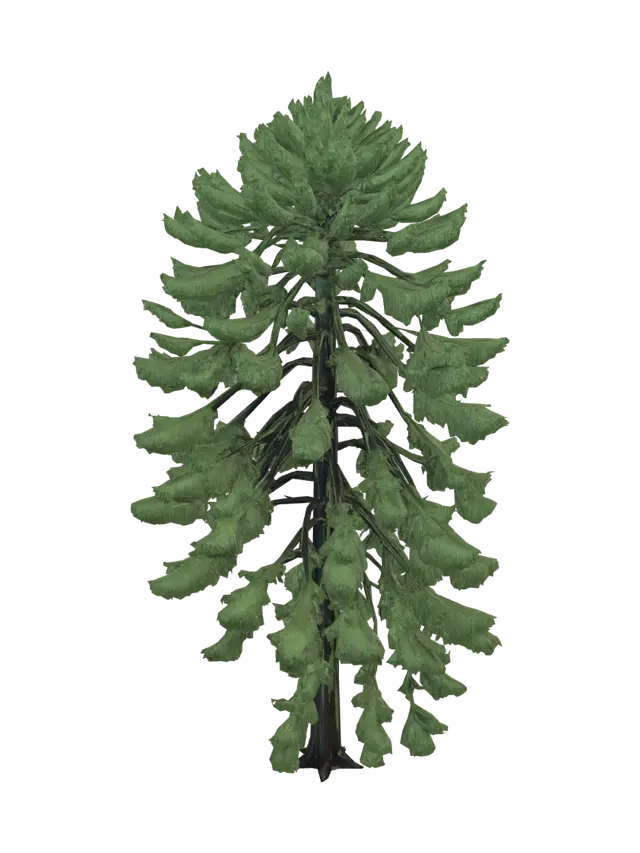 3D model for Photorealistic western hemlock tree, Pacific Northwest rainforest, tall slender trunk, soft drooping evergreen branches, uneven natural crown, fine needle foliage, realistic dark bark, forest understory style, natural asymmetry, game-ready 3D asset, clean topology, isolated single tree asset, no background, no ground plane, no extra trees, suitable for Unreal Engine PCG vegetation scattering