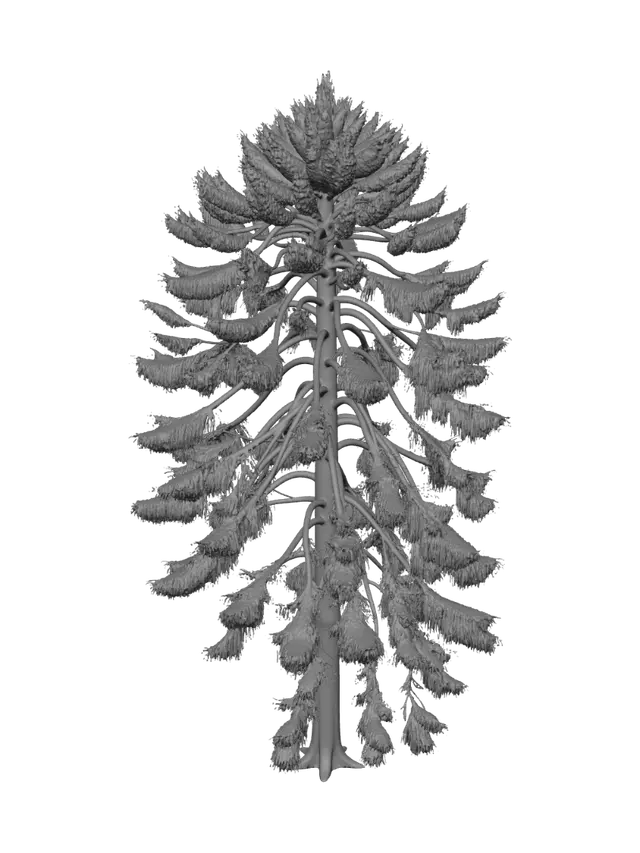 3D model for Photorealistic western hemlock tree, Pacific Northwest rainforest, tall slender trunk, soft drooping evergreen branches, uneven natural crown, fine needle foliage, realistic dark bark, forest understory style, natural asymmetry, game-ready 3D asset, clean topology, isolated single tree asset, no background, no ground plane, no extra trees, suitable for Unreal Engine PCG vegetation scattering
