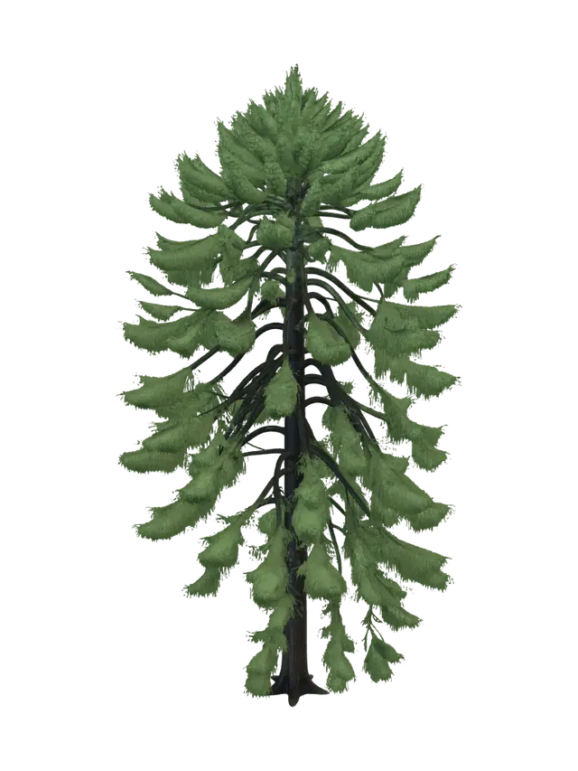 3D model for Photorealistic western hemlock tree, Pacific Northwest rainforest, tall slender trunk, soft drooping evergreen branches, uneven natural crown, fine needle foliage, realistic dark bark, forest understory style, natural asymmetry, game-ready 3D asset, clean topology, isolated single tree asset, no background, no ground plane, no extra trees, suitable for Unreal Engine PCG vegetation scattering