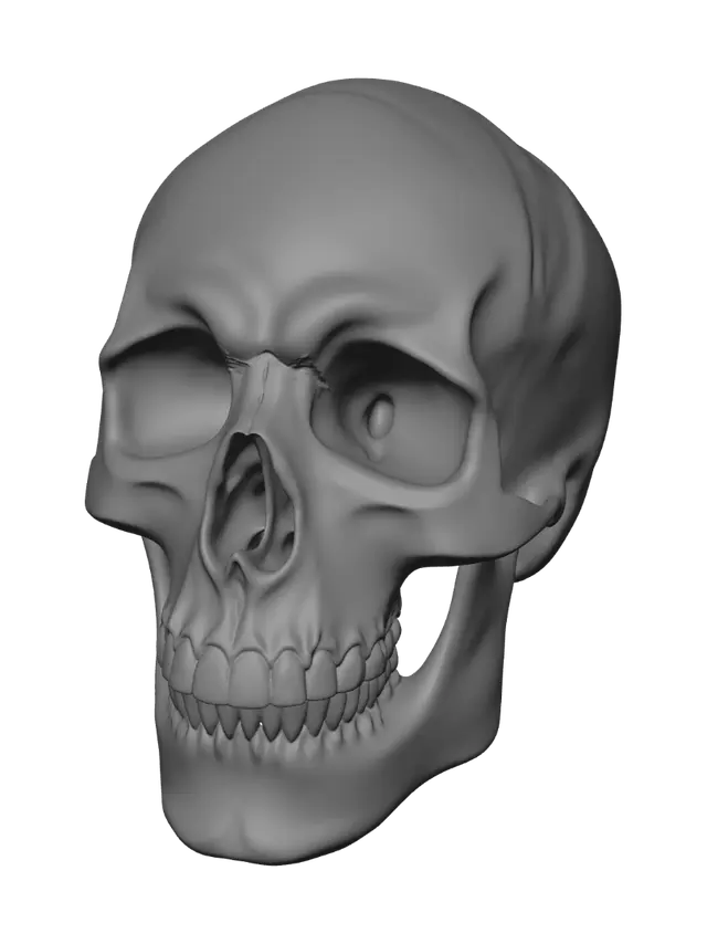 3D model for PERFECT PHOTOREAL SKULL. CRANIUM WITH JAW