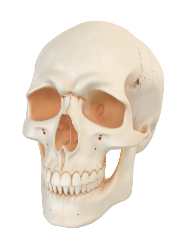 3D model for PERFECT PHOTOREAL SKULL. CRANIUM WITH JAW