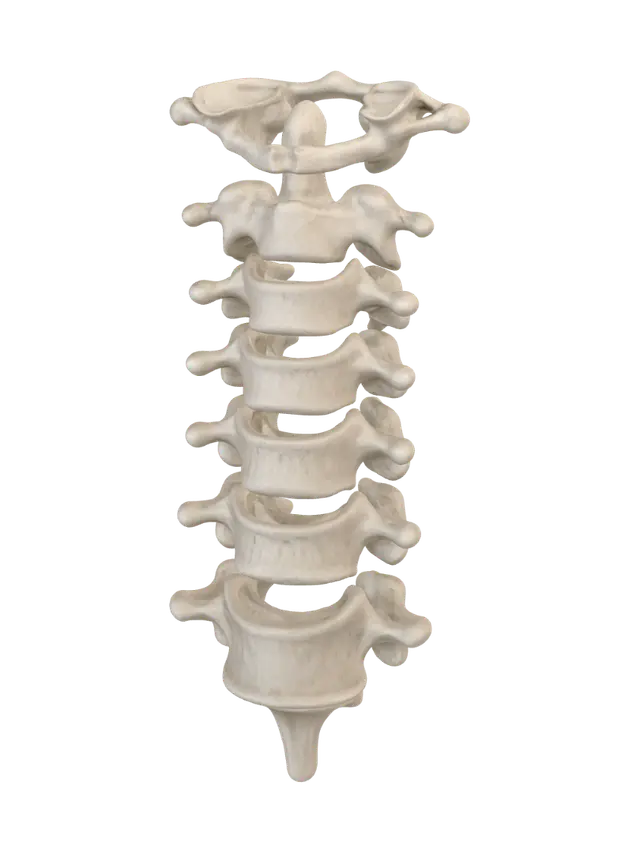 Cervical Vertebrae C1-C7 3D model, vytvořený pomocí AI