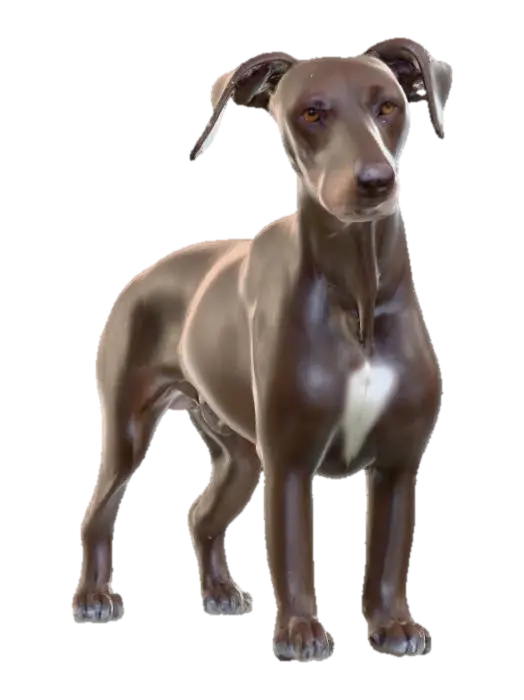 Ultra realistic ultra detail dog of a pointer class breed. Ultra high quality… - Detaileddog 3D model, vytvořený pomocí AI