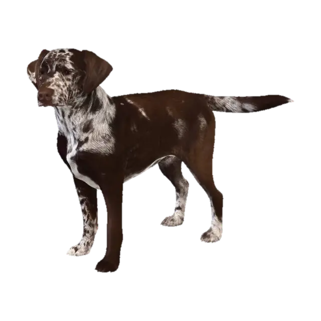 Speckled Pointer in the Field 3D model, vytvořený pomocí AI