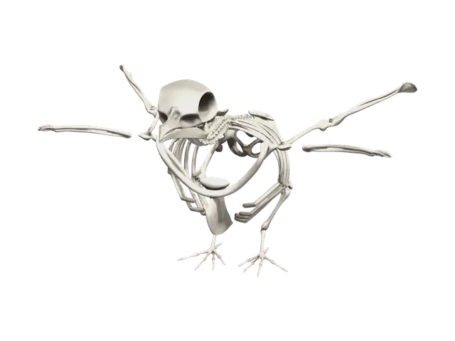 3D model for Fantasy Bird Skeleton