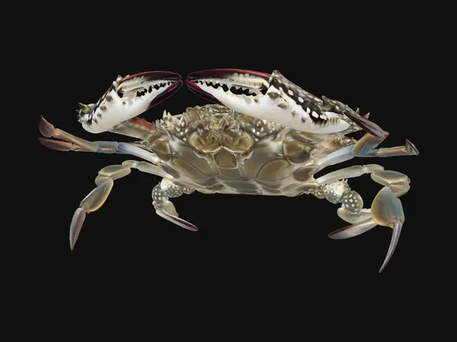 3D model for Spotted Blue Crab