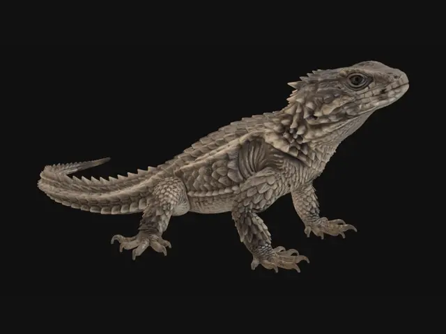 3D model for Armored Bearded Dragon