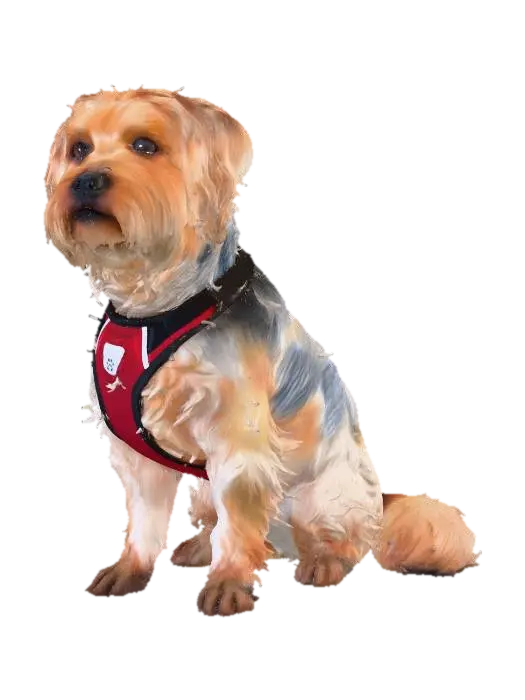 3D model for RIP Little Buddy