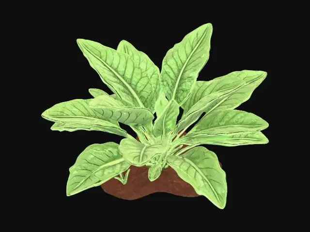 3D model for Comfrey Vegetative Growth