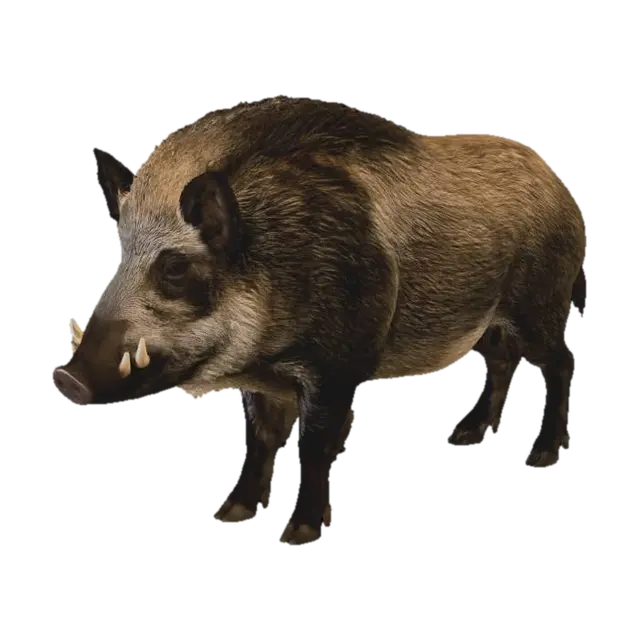 BOAR 3D model, vytvořený pomocí AI