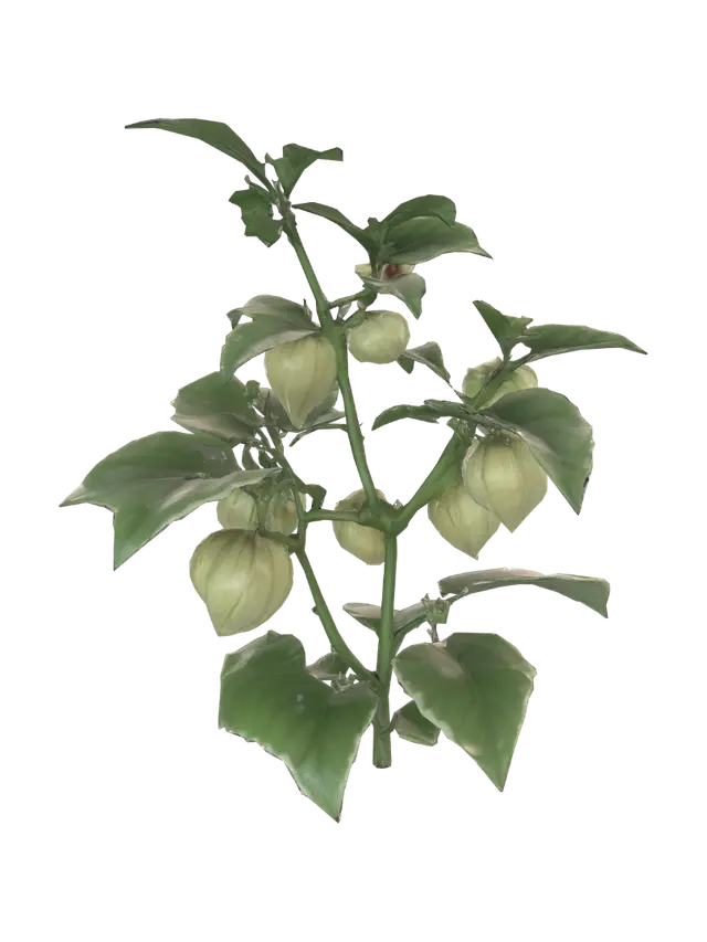A simple Groundcherry Plant - Stems 3D model, vytvořený pomocí AI