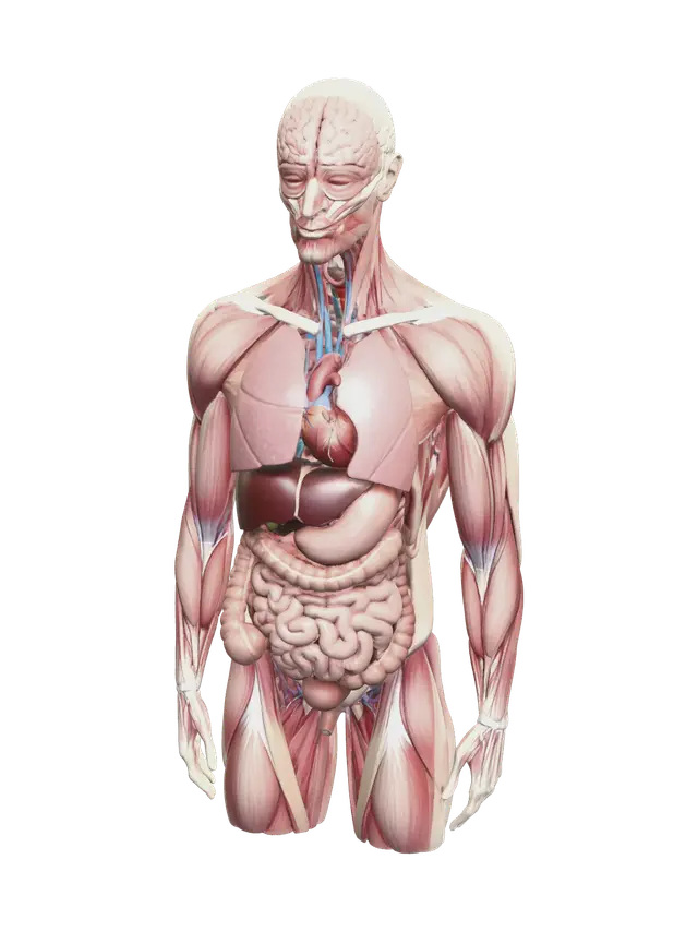 Torso Muscles - Humanbody 3D model, vytvořený pomocí AI