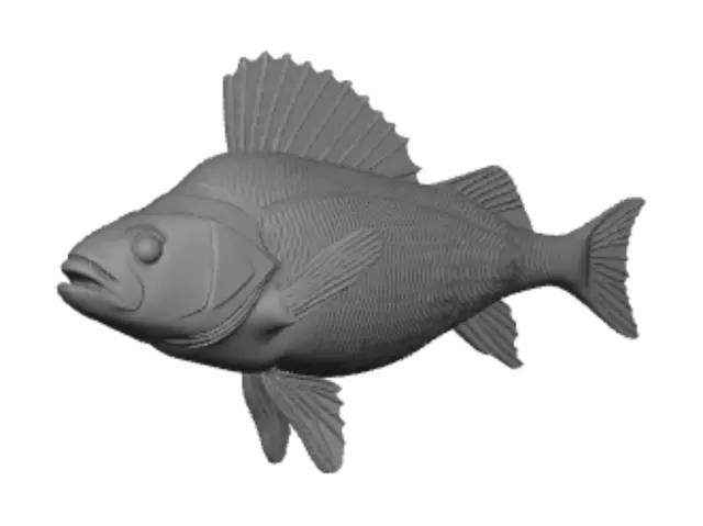 3D model for European perch