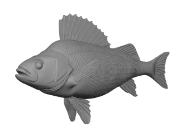 3D model for European perch