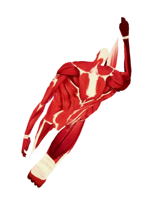 3D-модель Muscular Anatomy Illustration - Biceps, сгенерированная ИИ