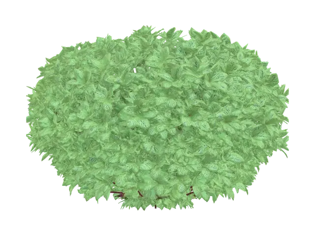 3D model for realistic bush