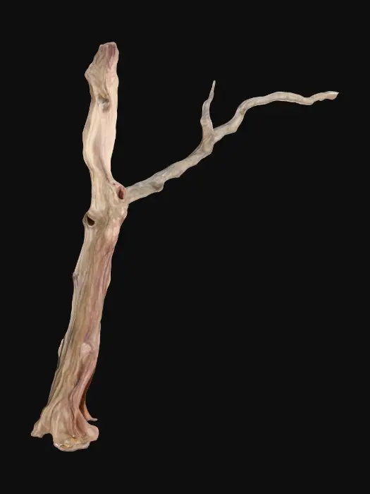 3D model for Tree Branch