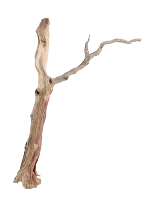 3D model for Tree Branch 