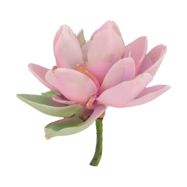 Light Pink Magnolia Blossom flower with green stem 3D model, vytvořený pomocí AI