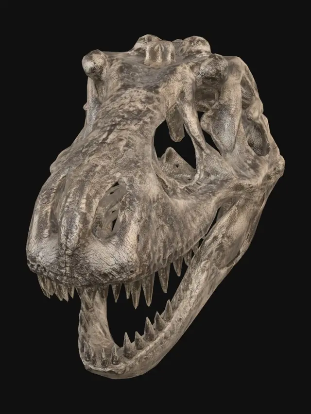 3D model for Tyrannosaurus Rex Skull