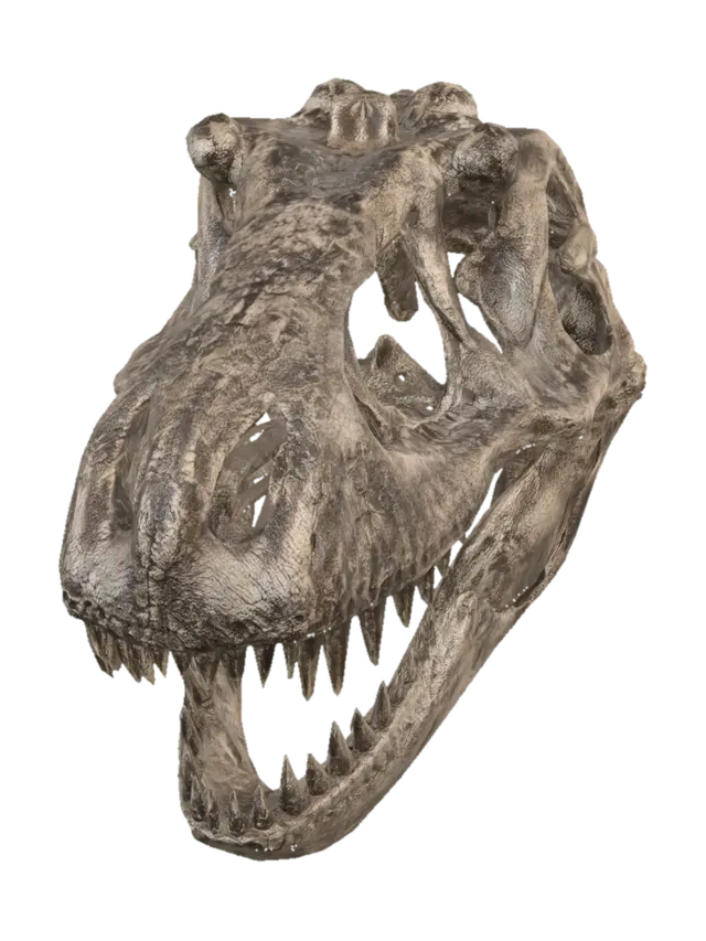 3D model for Tyrannosaurus Rex Skull