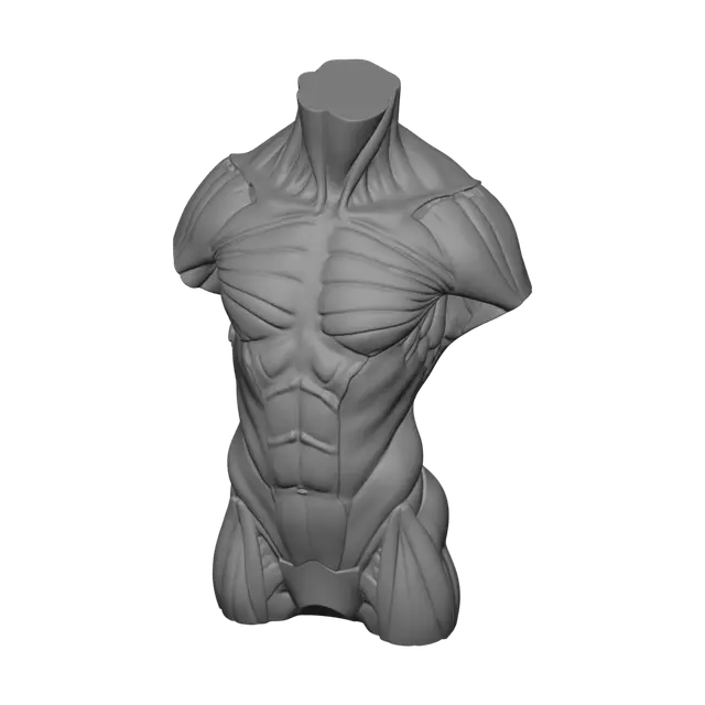3D model for Weathered Torso Anatomy