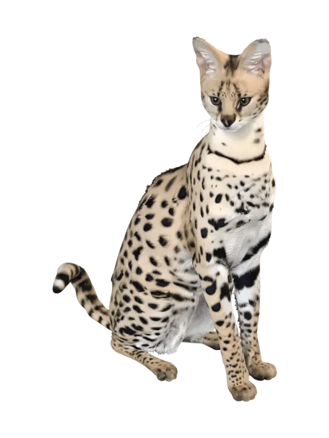 Golden Serval - Wildcat 3D model, vytvořený pomocí AI