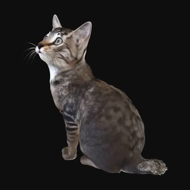 3D model for Curious Cat in the Kitchen