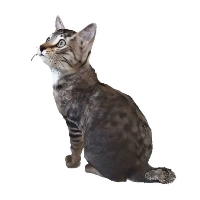3D model for Curious Cat in the Kitchen