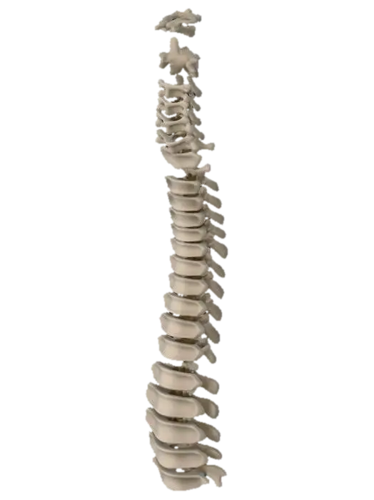Vertebral Column - Vertebrae 3D model, vytvořený pomocí AI