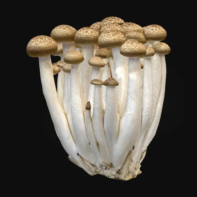 3D model for Speckled brown mushroom cluster