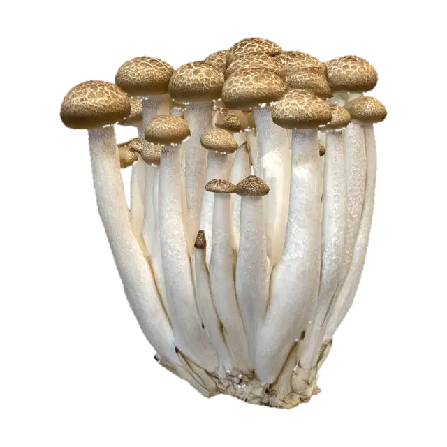 3D model for Speckled brown mushroom cluster