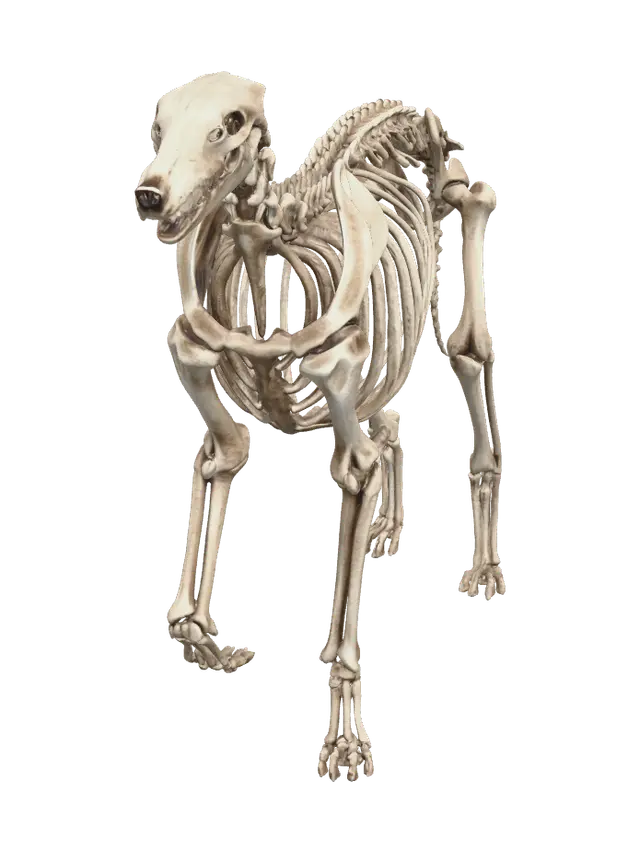 Weathered Greyhound - Hound 3D model, vytvořený pomocí AI