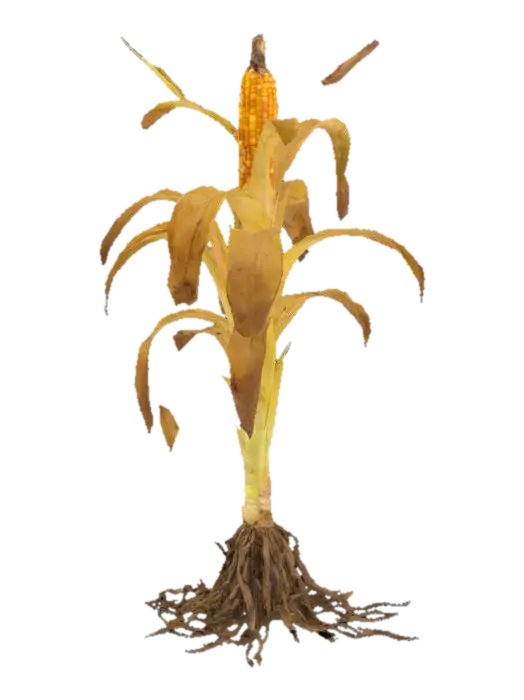 Createdead or withered corn plant The stalks should be thin, brittle, and leaning or… 3D model, vytvořený pomocí AI