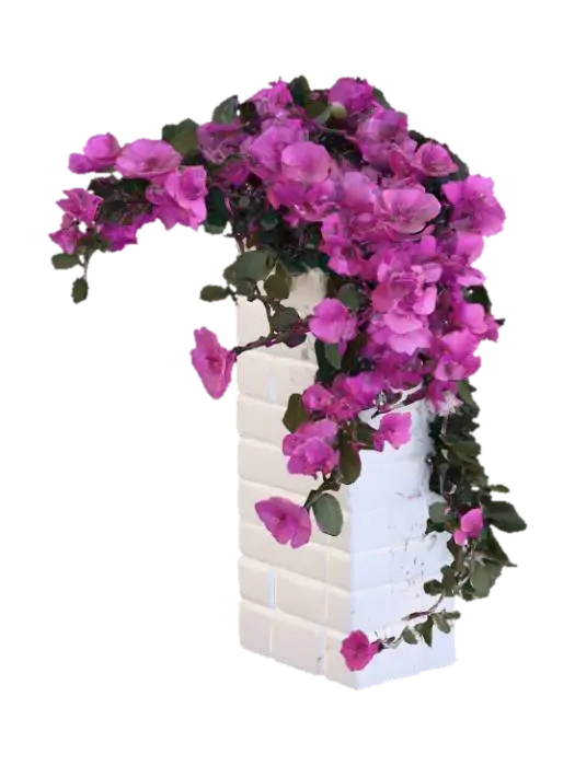 A bougainvillea on a white-washed stone wall - Wallmounted 3D model, vytvořený pomocí AI