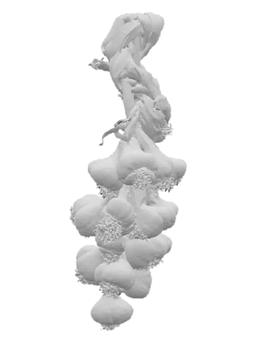 3D model for Braided Garlic Display, #food#