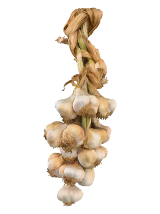 3D model for Braided Garlic Display, #food#