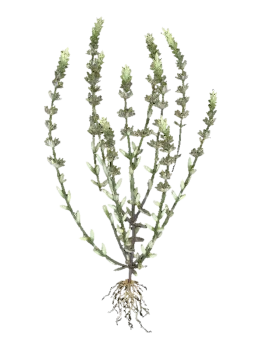 Micromeria Acropolitana - Species 3D model, vytvořený pomocí AI