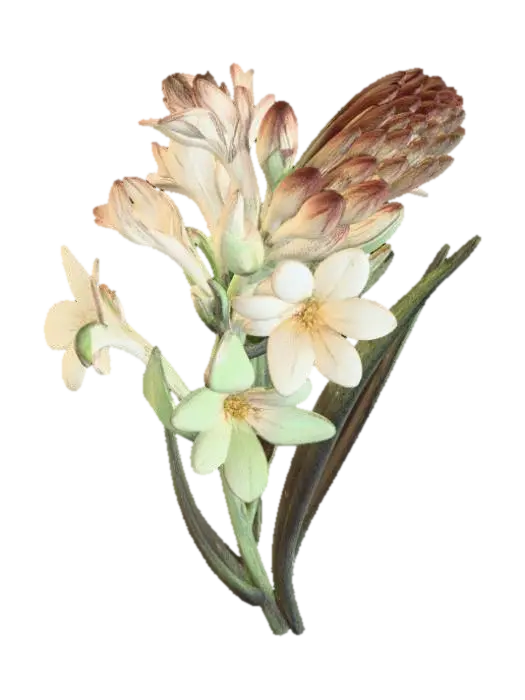 Tuberose: Dangerous Pleasure - Romance 3D model, vytvořený pomocí AI