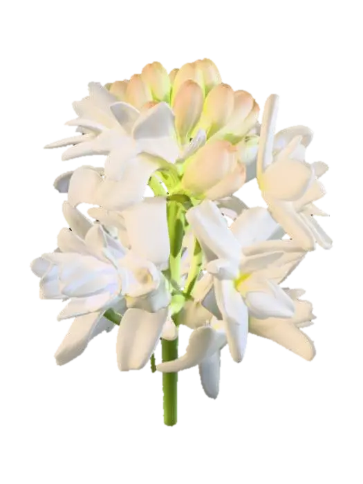 White Tuberose Bloom - Petal 3D model, vytvořený pomocí AI