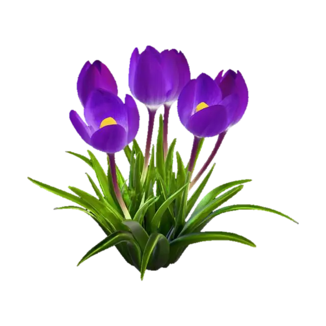 3D model for Purple Crocuses in Snow
