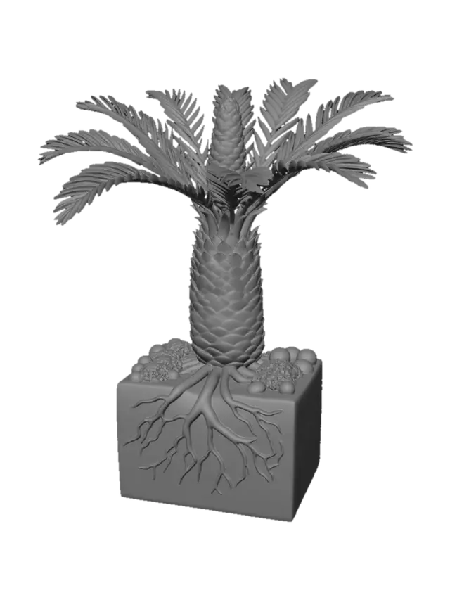 3D model for Partes de la Cycas (Cycas revoluta)