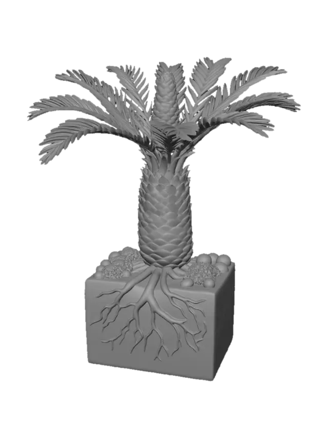 3D model for Partes de la Cycas (Cycas revoluta)