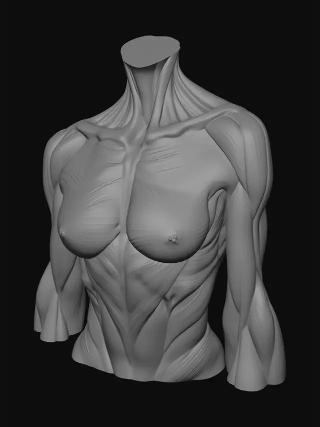 3D model for textura realista de músculo humano, tejido muscular anatómico femenino, fibras musculares visibles y naturales, estructura de músculo rojo, detalles de fibras longitudinales, tejido húmedo y orgánico, apariencia médica realista, variación natural de color rojo oscuro y rosado, micro detalles biológicos, estilo ilustración médica o atlas anatómico, iluminación neutra de estudio, alta resolución 8k, textura detallada para modelo 3D, referencia para material PBR