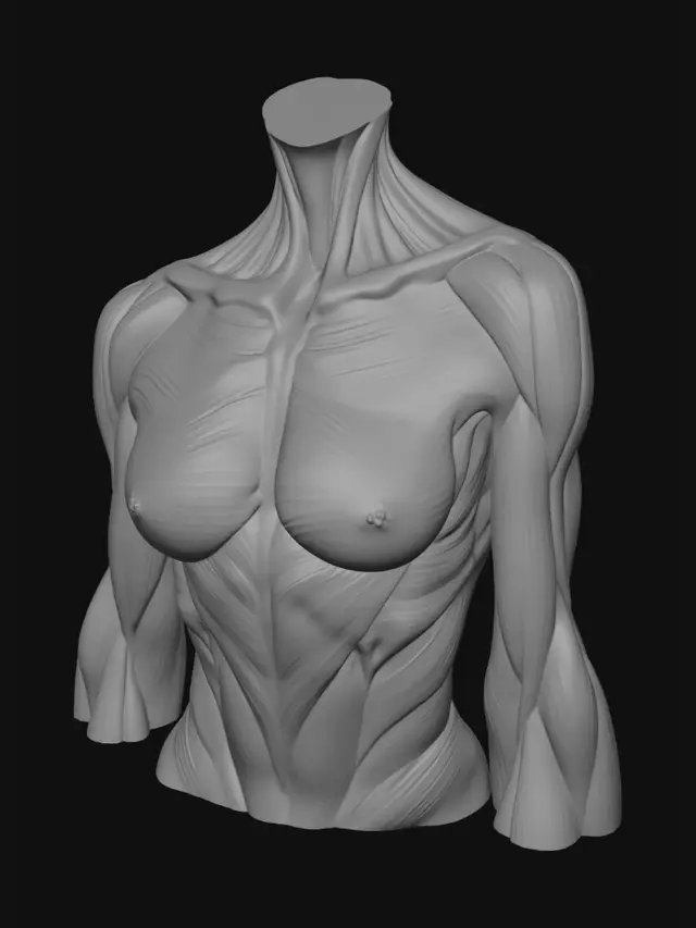 3D model for textura realista de músculo humano, tejido muscular anatómico femenino, fibras musculares visibles y naturales, estructura de músculo rojo, detalles de fibras longitudinales, tejido húmedo y orgánico, apariencia médica realista, variación natural de color rojo oscuro y rosado, micro detalles biológicos, estilo ilustración médica o atlas anatómico, iluminación neutra de estudio, alta resolución 8k, textura detallada para modelo 3D, referencia para material PBR