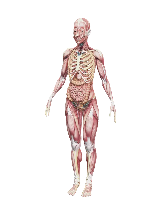 3D model for Female Anatomy Body