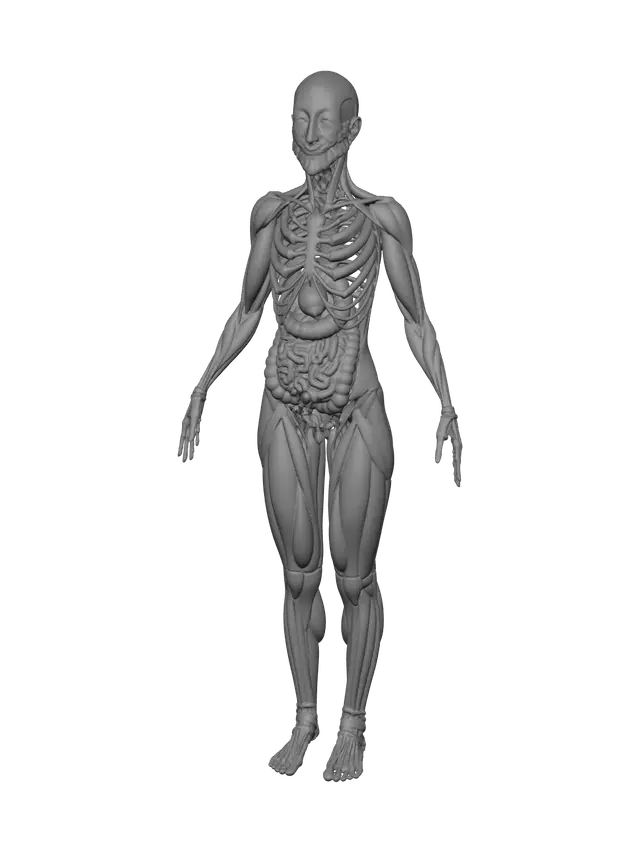 3D model for Female Anatomy Body