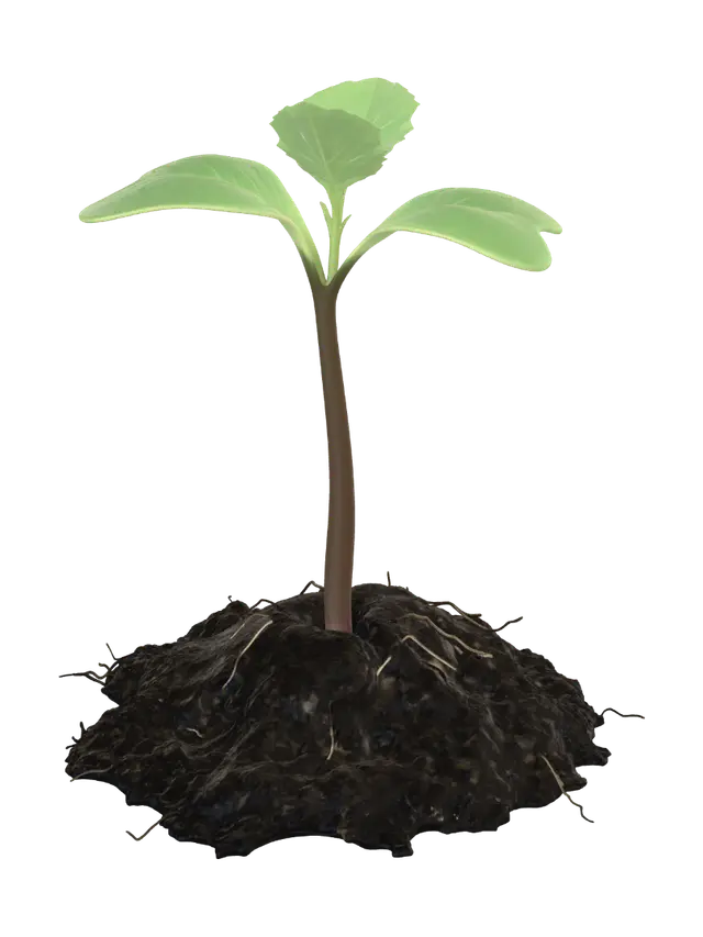 3D model for New Growth